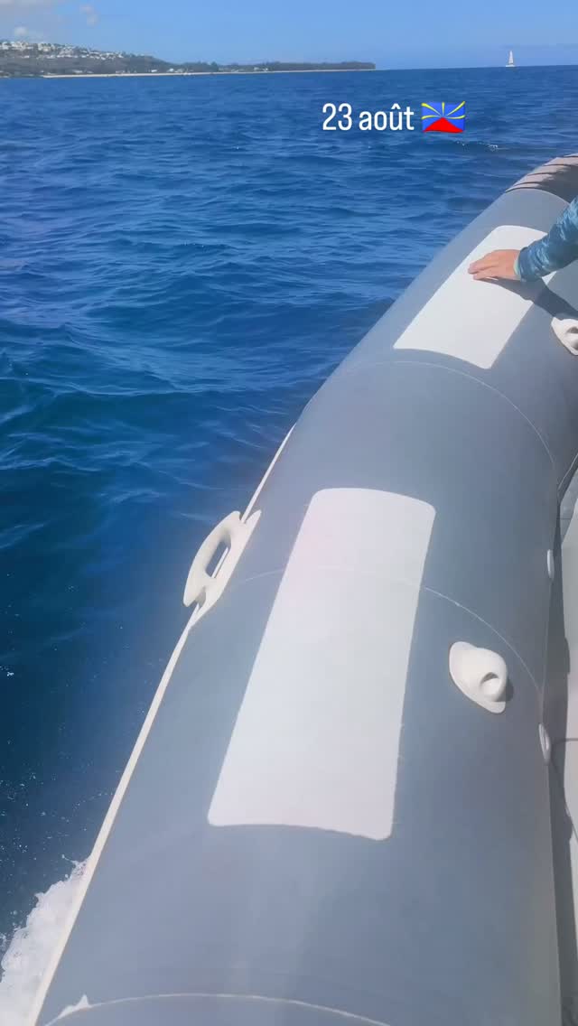 🌊 Une sortie SWIMM tout simplement magique ! ✨Aujourd’hui, la nature nous a offert un spectacle exceptionnel du début à la fin. Une de ces matinées qui rappellent à quel point l'océan est vivant et précieux !🐦 Côté ciel : Une belle diversité d'oiseaux marins au rendez-vous ! Nous avons eu la chance d'observer :Un Paille-en-queue au vol toujours aussi majestueuxDes Noddis rasant l'eau avec agilitéDe superbes Puffins tropicaux🌿 La surprise de la dérive : En approchant un petit radeau de sargasses flottantes, nous y avons fait une incroyable rencontre... Nous avons sorti la sargasse quelques instants pour y découvrir un habitant parfaitement camouflé : un magnifique poisson-grenouille (Antennarius), accompagné de minuscules bébés poulpes ! Un vrai micro-écosystème en pleine mer, remis à l'eau aussitôt après observation. 🐙🐬 Le final en apothéose : Pour clore cette sortie en beauté, immersion totale... Nous avons partagé un moment suspendu avec des Grands dauphins de l'Indo-Pacifique. En observation 100 % passive, à leur rythme et dans le respect absolu de leur tranquillité, nous avons pu admirer leurs évolutions sous l'eau. Une interaction douce, éthique et inoubliable ! ❤️📷 Avez-vous déjà croisé un poisson-grenouille dans les sargasses ? Dites-le-nous en commentaire ! 👇#SWIMM #SciencesParticipatives #Dauphins #IndoPacificBottlenoseDolphin #FauneMarine