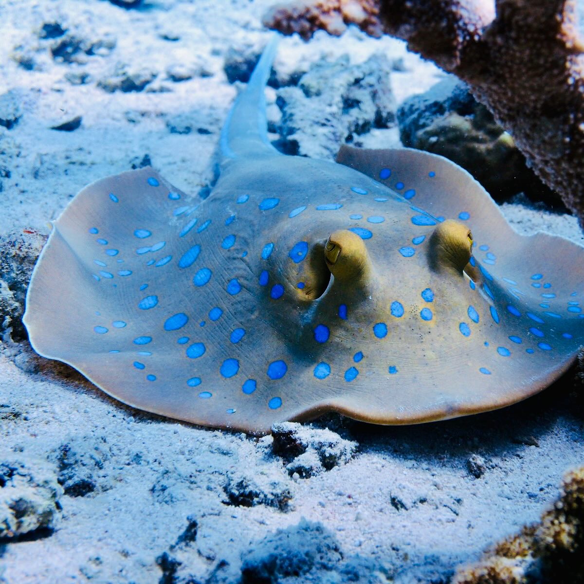 Raie pastenague à taches bleues | Taeniura lymma