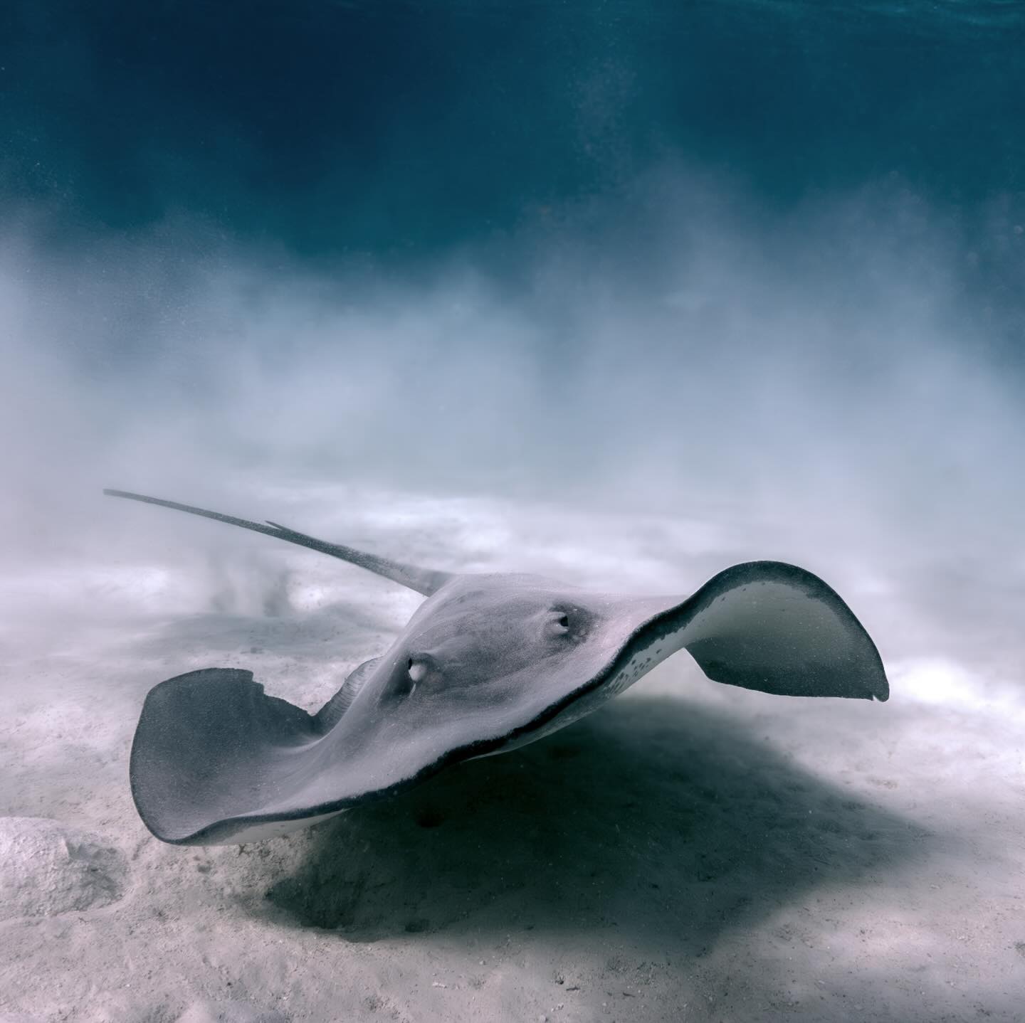 Raie pastenague | Dasyatis pastinica