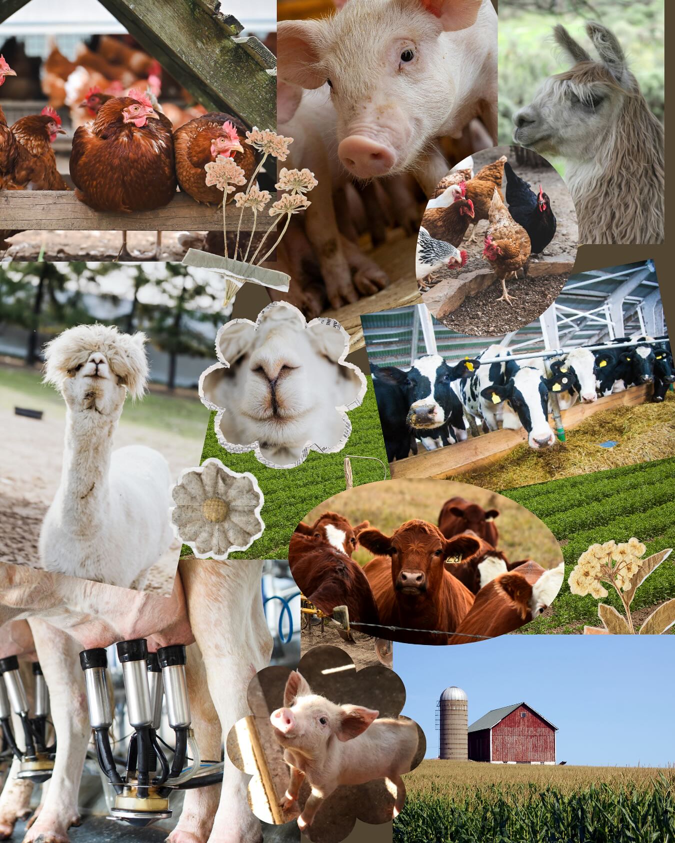 BC’s agriculture industry is unique in its diversity, and this year's Show attracts attendance from a diverse range of livestock. This includes dairy, cattle, poultry, equine, hogs, llamas, and alpacas!
Which animal is your favourite?
#PAS2026 #pacificagricultureshow #abbotaford #tradex #livestock
