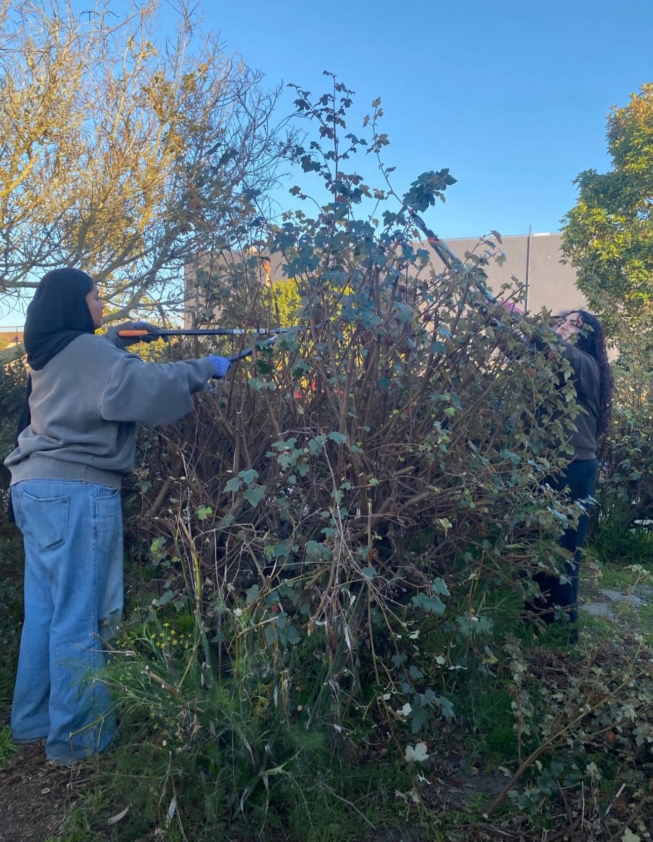 Over the winter, several bushes and trees at James Denman Middle School became overgrown, creating an opportunity for hands-on learning in the garden.
This season, our interns worked alongside our team to learn proper pruning techniques supporting campus safety while maintaining the health and structure of the landscape. Through this experience, they developed practical skills in plant care, workplace safety, and environmental stewardship.
For educators, this is what experiential learning can look like outside the classroom. For our supporters and donors, your investment makes opportunities like this possible connecting young people to meaningful work, mentorship, and green spaces that benefit the entire school community. 🌿