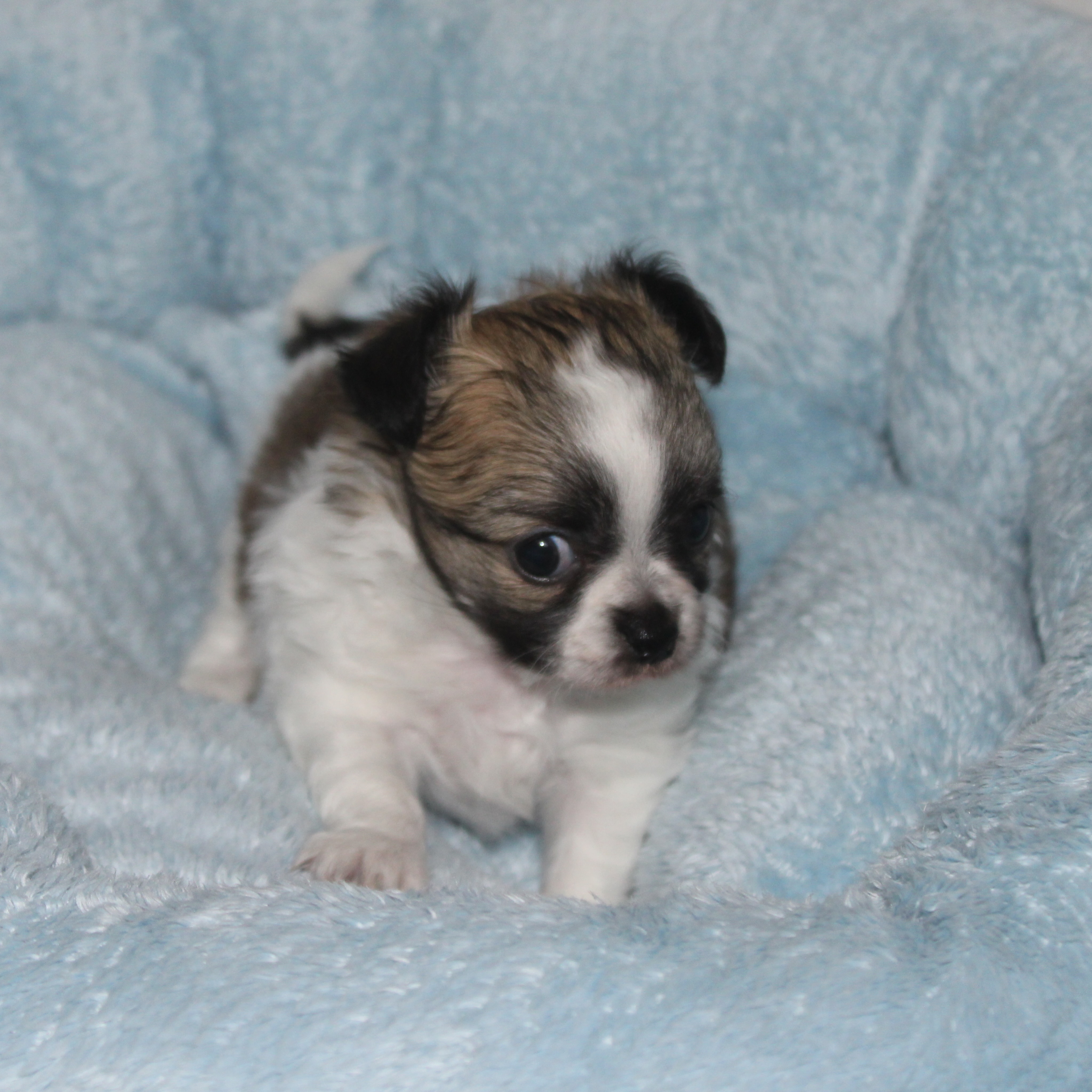 📸 Shooting photo du magnifique Blynder 🐶✨Fils tricolore de Romy, né le 5 mai 2026, il approche déjà à grands pas de ses 2 mois 🥰Avec sa jolie robe, sa bouille d’amour et son tempérament si doux, Blynder est un petit chiot aussi attendrissant que craquant. Jour après jour, il grandit et révèle une personnalité pleine de tendresse 💛Impossible de ne pas tomber sous le charme de cette petite merveille.Plus d’infos en message privé.
Pour voir tous les chiots actuellement disponibles rendez-vous à ce lien :
https://elevage-chihuahuas-lof.fr/chiots-chihuahua-disponibles/#Chihuahua #ChiotChihuahua #ChihuahuaLove #ElevageChihuahua #ChihuahuaLife ChihuahuaMiniature