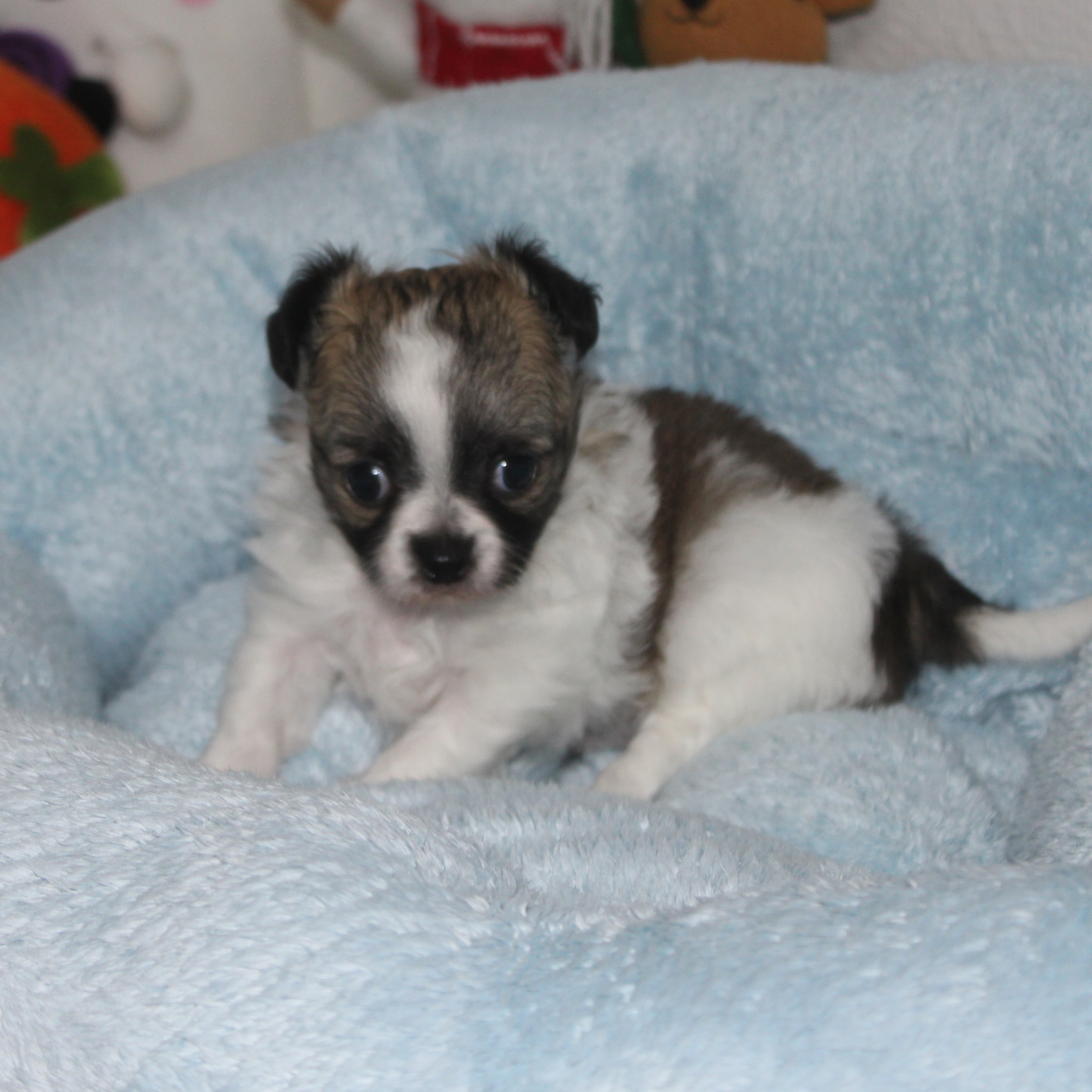 📸 Shooting photo du magnifique Blynder 🐶✨Fils tricolore de Romy, né le 5 mai 2026, il approche déjà à grands pas de ses 2 mois 🥰Avec sa jolie robe, sa bouille d’amour et son tempérament si doux, Blynder est un petit chiot aussi attendrissant que craquant. Jour après jour, il grandit et révèle une personnalité pleine de tendresse 💛Impossible de ne pas tomber sous le charme de cette petite merveille.Plus d’infos en message privé.
Pour voir tous les chiots actuellement disponibles rendez-vous à ce lien :
https://elevage-chihuahuas-lof.fr/chiots-chihuahua-disponibles/#Chihuahua #ChiotChihuahua #ChihuahuaLove #ElevageChihuahua #ChihuahuaLife ChihuahuaMiniature