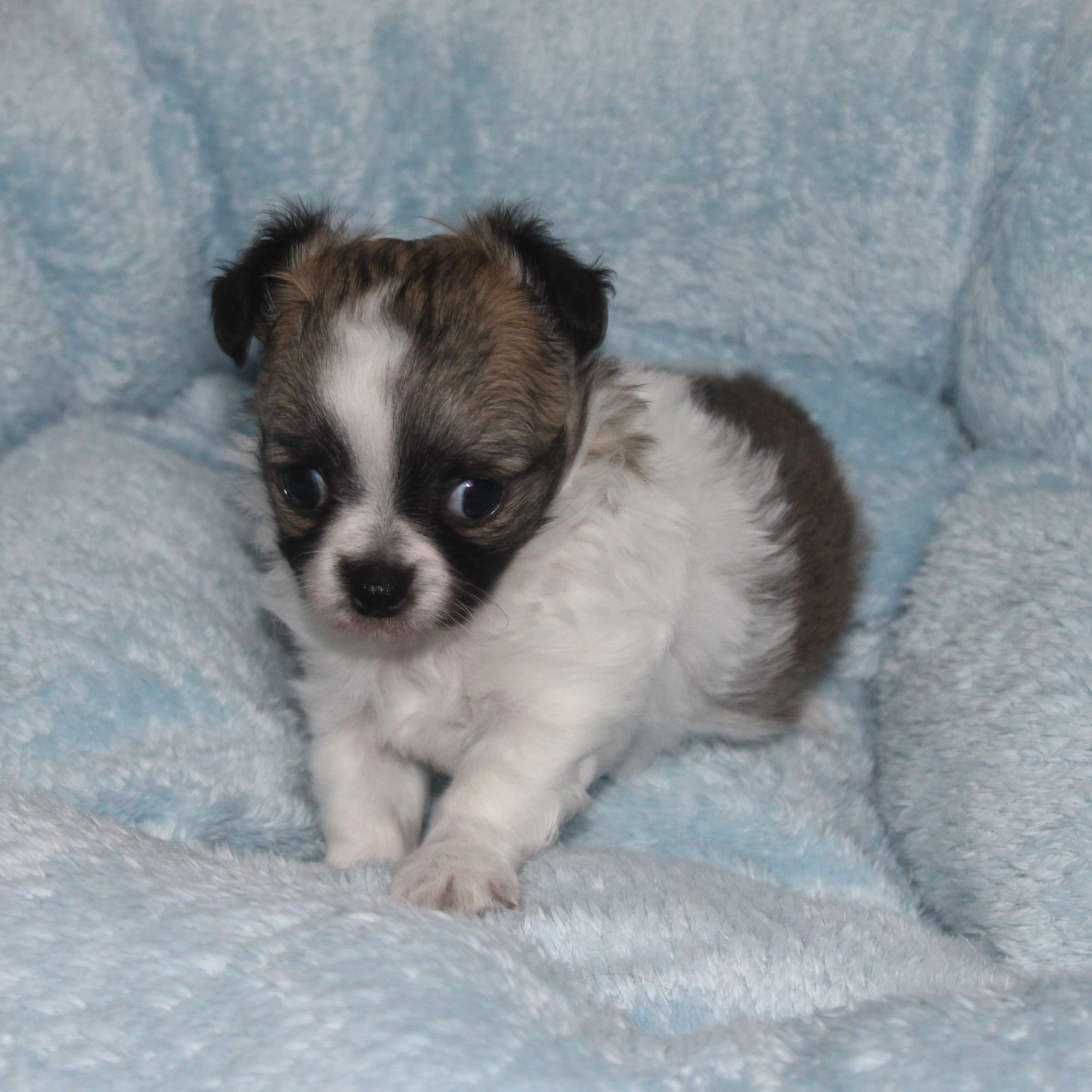📸 Shooting photo du magnifique Blynder 🐶✨Fils tricolore de Romy, né le 5 mai 2026, il approche déjà à grands pas de ses 2 mois 🥰Avec sa jolie robe, sa bouille d’amour et son tempérament si doux, Blynder est un petit chiot aussi attendrissant que craquant. Jour après jour, il grandit et révèle une personnalité pleine de tendresse 💛Impossible de ne pas tomber sous le charme de cette petite merveille.Plus d’infos en message privé.
Pour voir tous les chiots actuellement disponibles rendez-vous à ce lien :
https://elevage-chihuahuas-lof.fr/chiots-chihuahua-disponibles/#Chihuahua #ChiotChihuahua #ChihuahuaLove #ElevageChihuahua #ChihuahuaLife ChihuahuaMiniature