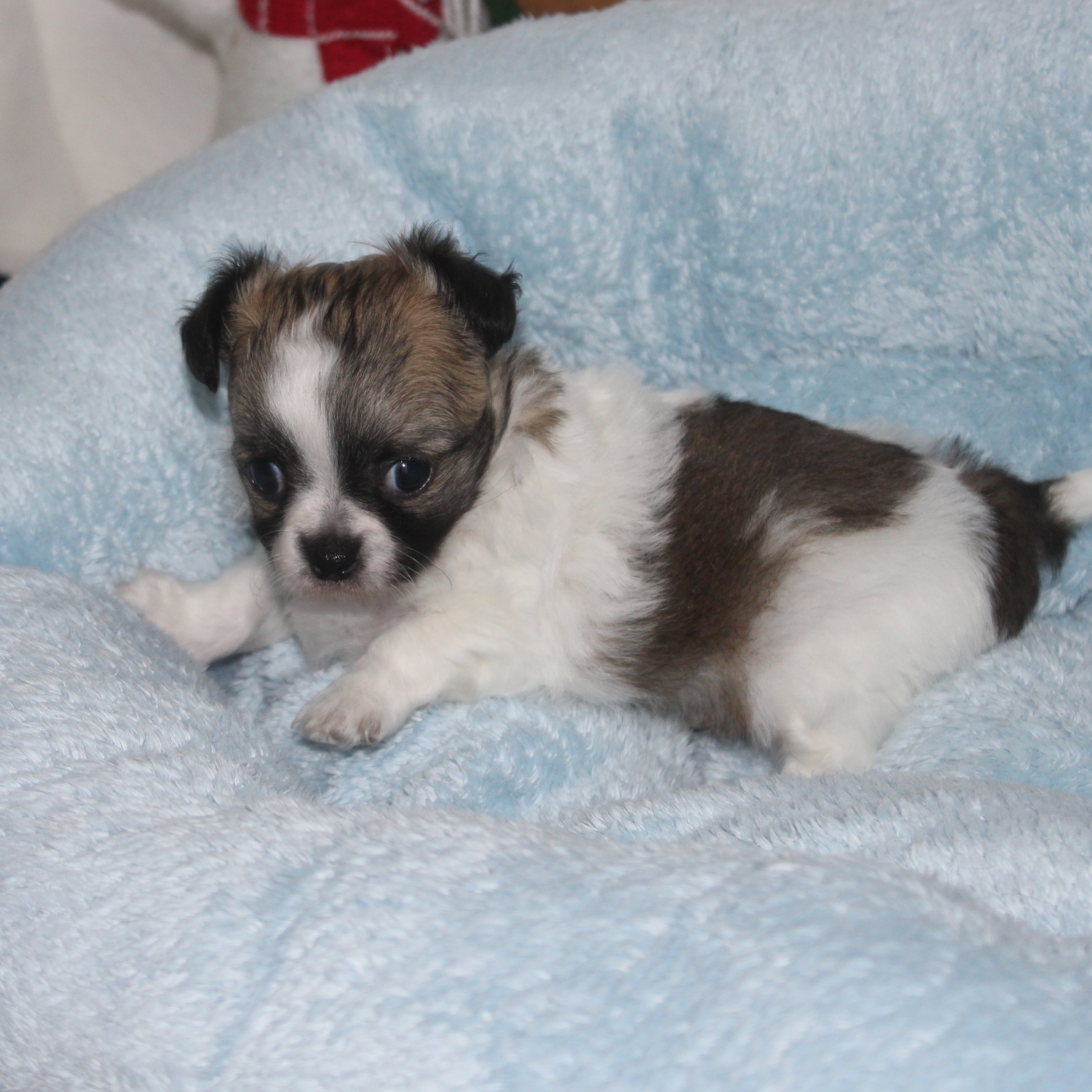 📸 Shooting photo du magnifique Blynder 🐶✨Fils tricolore de Romy, né le 5 mai 2026, il approche déjà à grands pas de ses 2 mois 🥰Avec sa jolie robe, sa bouille d’amour et son tempérament si doux, Blynder est un petit chiot aussi attendrissant que craquant. Jour après jour, il grandit et révèle une personnalité pleine de tendresse 💛Impossible de ne pas tomber sous le charme de cette petite merveille.Plus d’infos en message privé.
Pour voir tous les chiots actuellement disponibles rendez-vous à ce lien :
https://elevage-chihuahuas-lof.fr/chiots-chihuahua-disponibles/#Chihuahua #ChiotChihuahua #ChihuahuaLove #ElevageChihuahua #ChihuahuaLife ChihuahuaMiniature